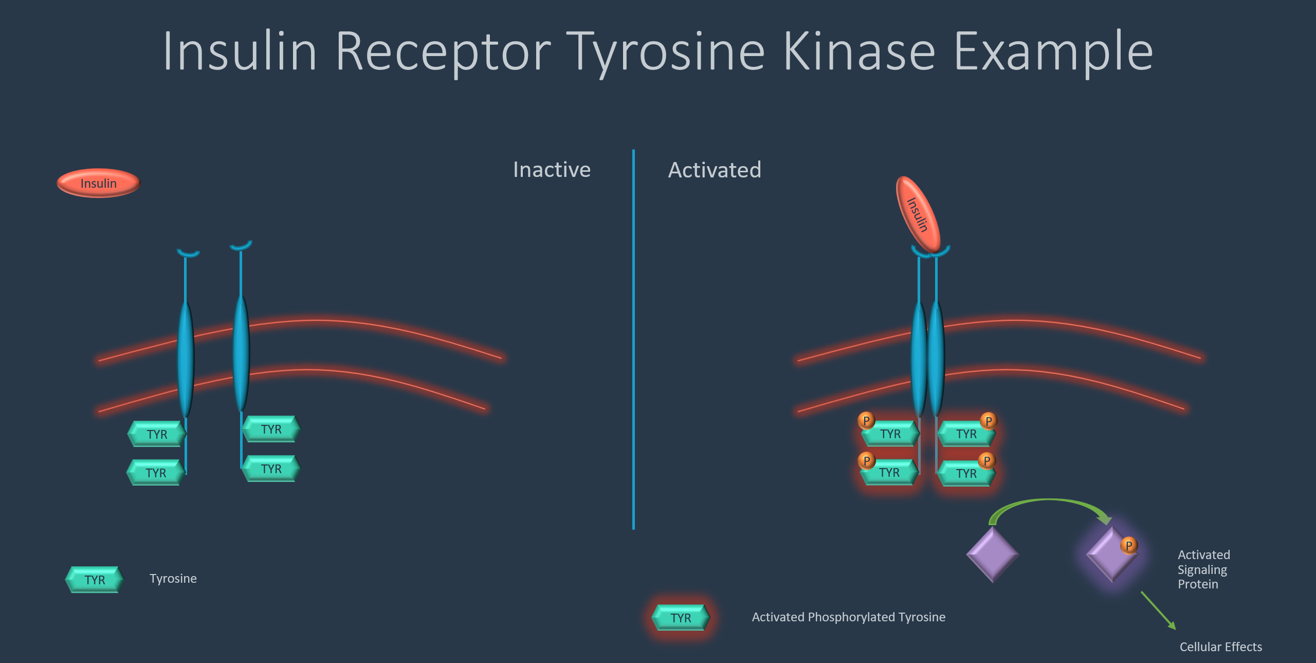 Drug-Receptor Interactions