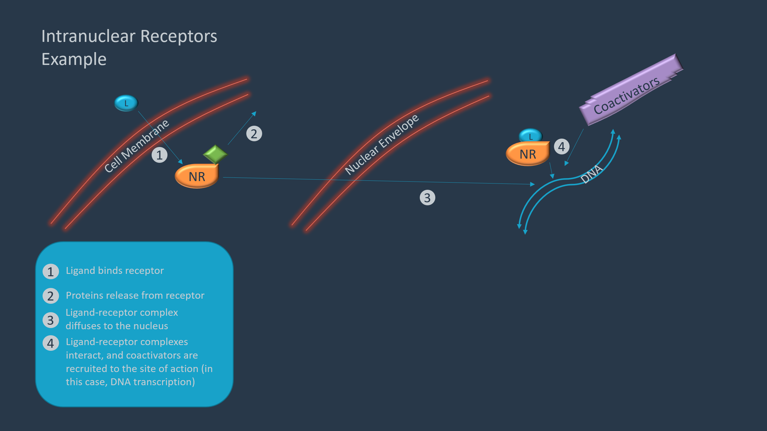 Drug-Receptor Interactions